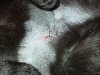 Kola's Spay Incision