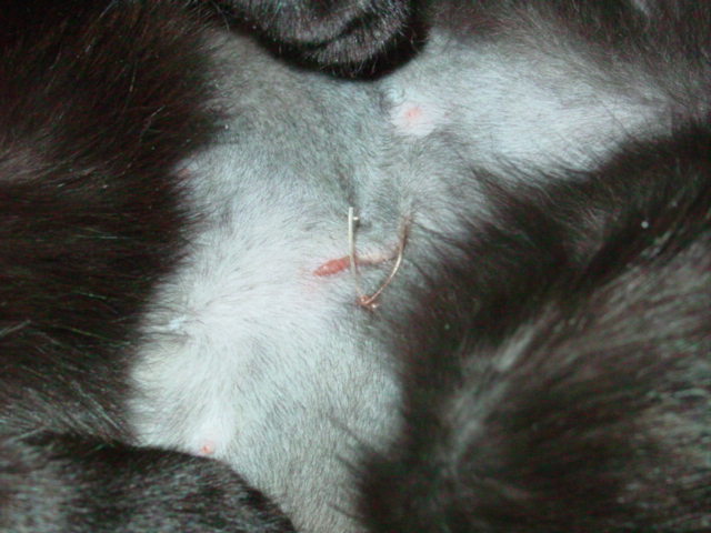 Kola's Spay Incision
