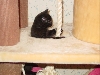 Kola Climbing the Tree
