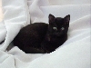 Kola on the bed