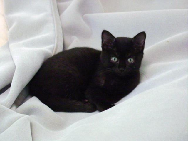 Kola on the bed