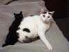 Kuma and Kola
