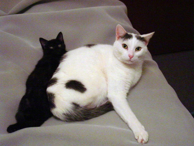 Kuma and Kola