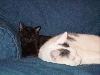 Precious babies!