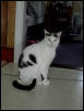 Side View of Kuma