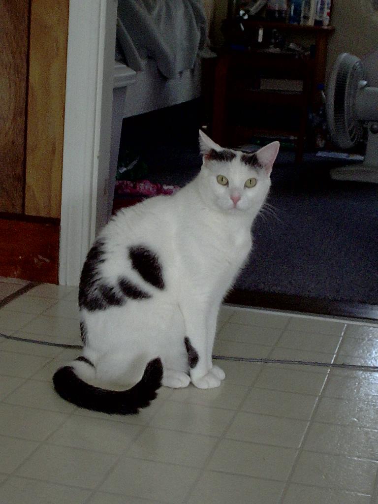 Side View of Kuma