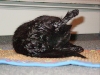 Kola after a butt bath