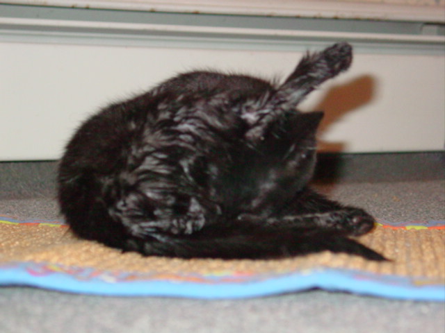 Kola after a butt bath
