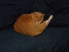 RooBall