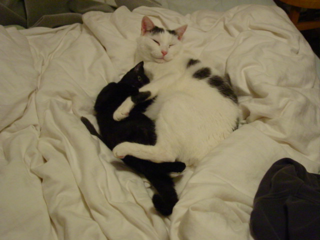 Ultimate Snuggle