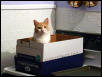 Box Roo