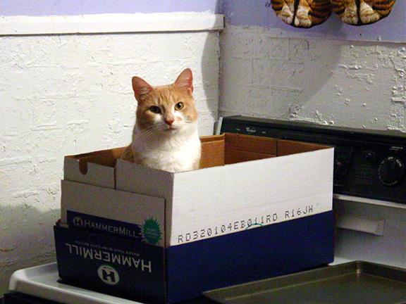 Box Roo