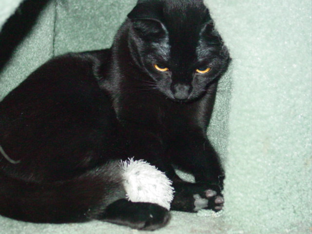 Kola w/ toy
