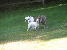 Andre and Jake the bulldog