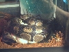17 days old