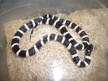 Black and white kingsnake