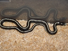 Striped black and white kingsnake