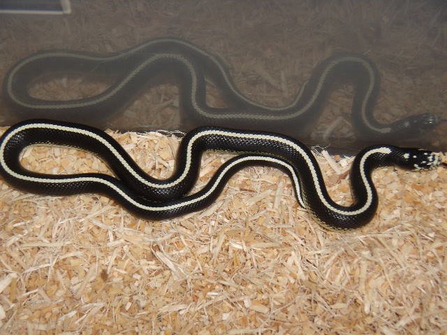 Striped black and white kingsnake
