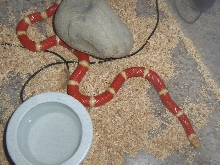 Albino Nelsons