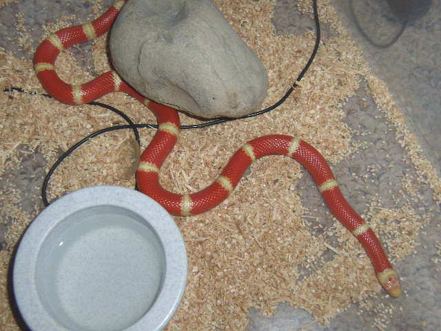 Albino Nelsons