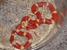07 Albino Nelsons