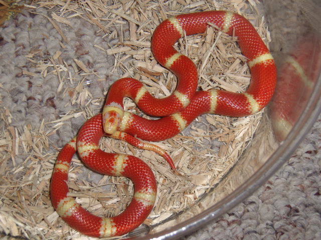 07 Albino Nelsons
