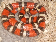 Hypo Pueblan Milksnake