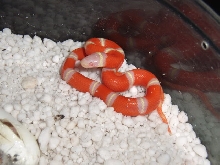 2010 Albino Nelsons Milksnake