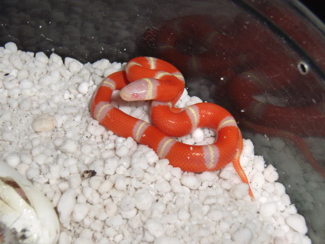 2010 Albino Nelsons Milksnake