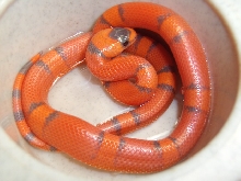 Hypo Honduran