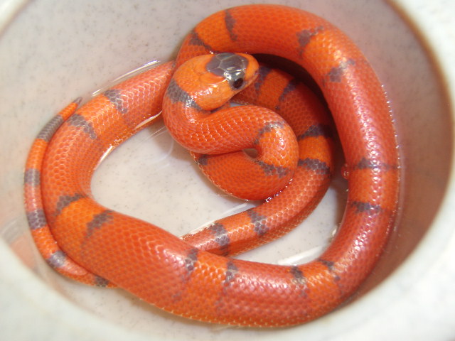 Hypo Honduran