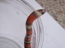 2010 Hypo Pueblan Hatchling