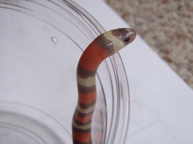 2010 Hypo Pueblan Hatchling
