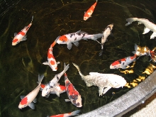 Koi fish