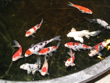 Koi fish