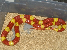 High Yellow Albino Nelsons
