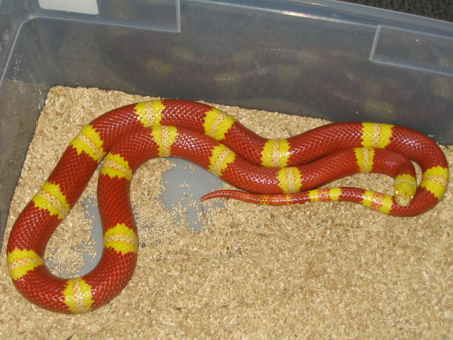High Yellow Albino Nelsons
