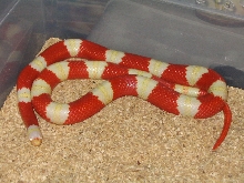 Albino Nelsons