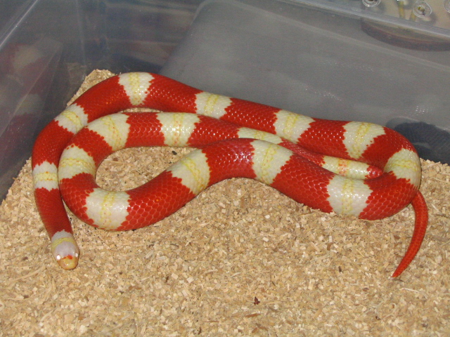 Albino Nelsons