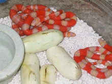 Albino Hondurans