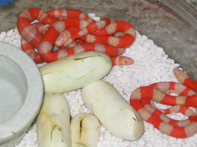 Albino Hondurans