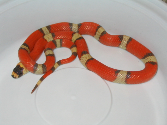 Hypo Honduran