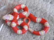 Albino Nelsons Milksnake