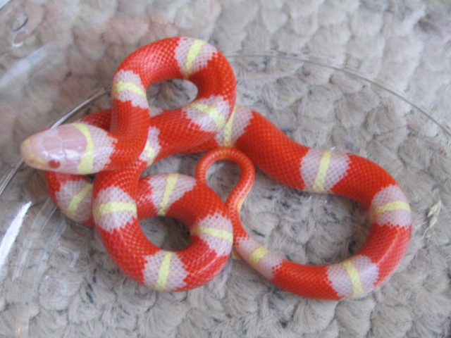 Albino Nelsons Milksnake