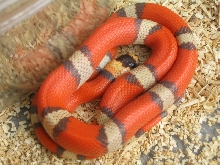 Hypo Tri-color Honduran