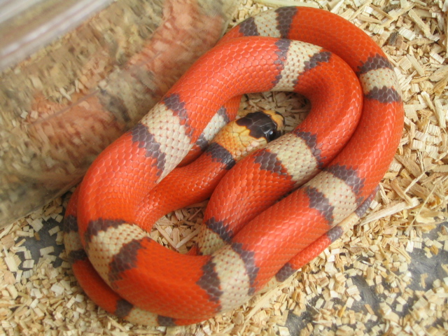 Hypo Tri-color Honduran