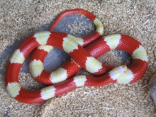 Albino Nelsons