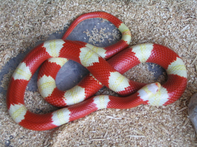 Albino Nelsons