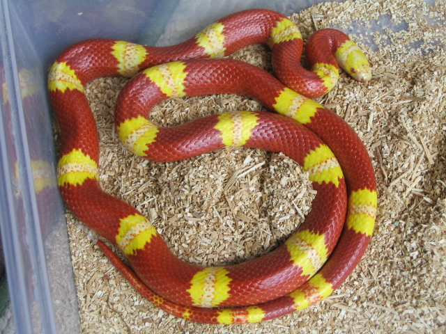 Albino Nelsons