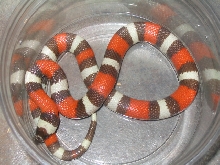 Hypo Pueblan
